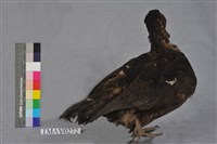 疣鼻栖鴨藏品圖，第5張